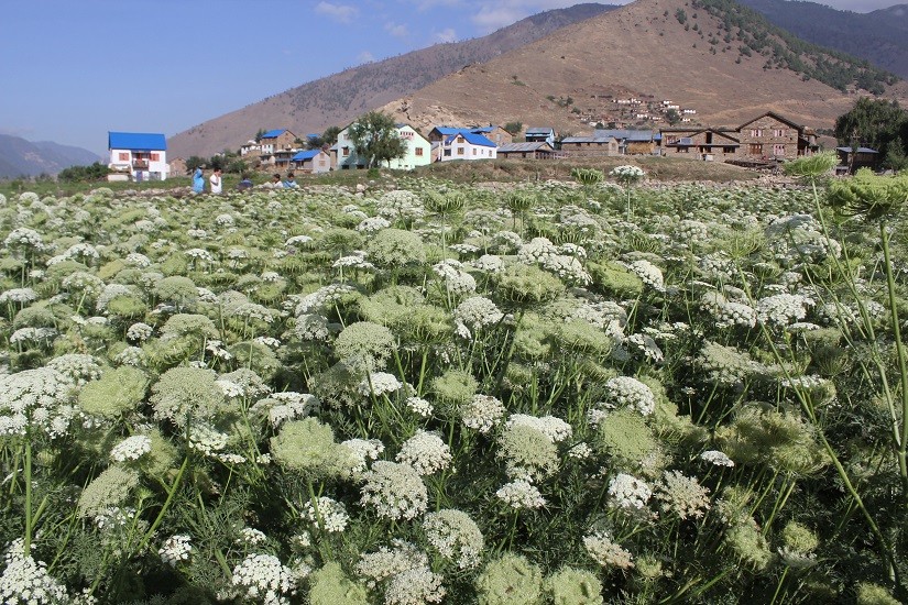 जुम्लाको चन्दननाथमा बिउ उत्पादनका लागि गरिएको गाँजर खेती।